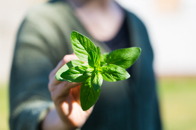 Oregano oil